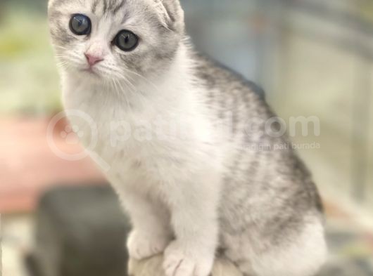 Sıfır Kulak Bi Color Scottish Fold Dişi Erkek Bebekler