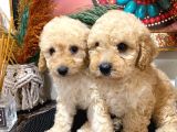 Toypoodle Apricot Erkek Dişi Yavrularımız