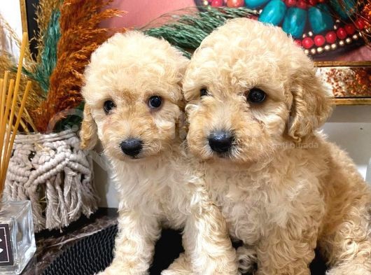 Toypoodle Apricot Erkek Dişi Yavrularımız görsel
