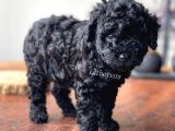 Renk Renk Toy Poodle Yavruları