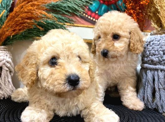 Toypoodle Apricot Erkek Dişi Yavrularımız