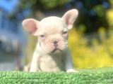 A Kali̇te Mavi̇ Gözlü French Bulldog Yavrumuz