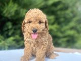 A Kali̇te Poodle Bebekler Aşili