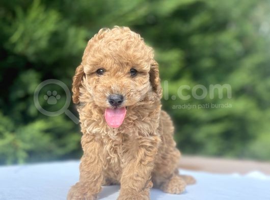 A Kali̇te Poodle Bebekler Aşili görsel