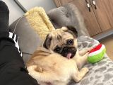 8 Aylık Pug Aşıları Tam Sevecenn