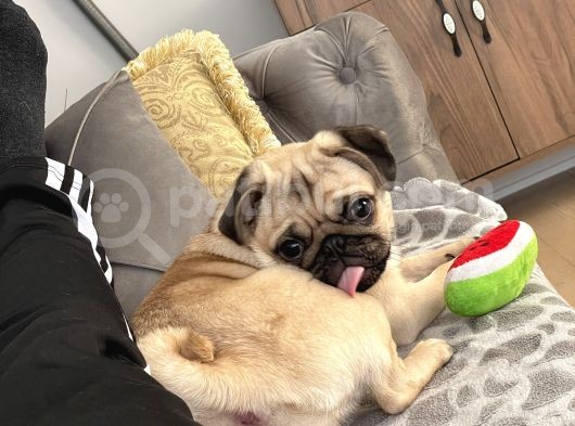 8 Aylık Pug Aşıları Tam Sevecenn görsel