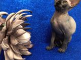 Sphynx Kedi Yavrular