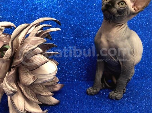 Sphynx Kedi Yavrular görsel