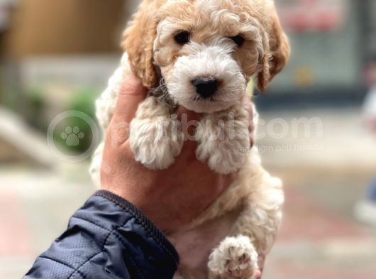 Party Color Maltipoo Erkek Yavrumuz