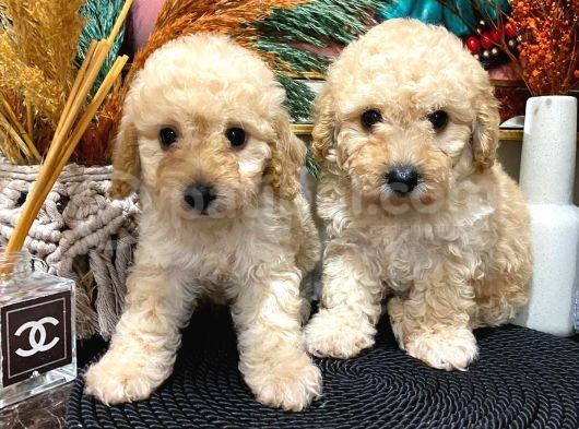 Toypoodle Apricot Erkek Dişi Yavrularımız görsel