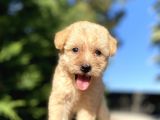 Orji̇nal Malti̇poo Bebekler Garanti̇li̇