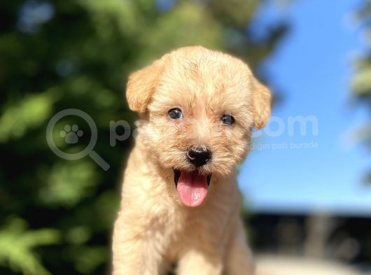 Orji̇nal Malti̇poo Bebekler Garanti̇li̇ görsel