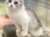 Sıfır Kulak Bi Color Scottish Fold Dişi Erkek Bebekler