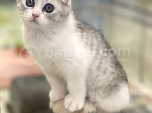 Sıfır Kulak Bi Color Scottish Fold Dişi Erkek Bebekler görsel