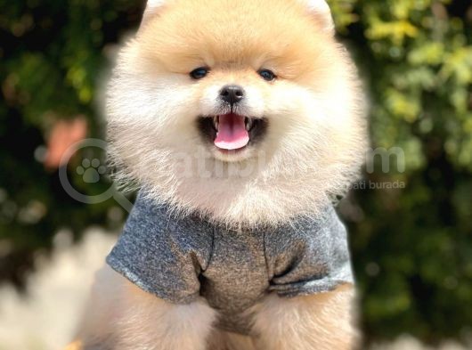 Safkan Pomeranian Boo Yavrularımız görsel