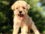 Orji̇nal Malti̇poo Bebekler Garanti̇li̇