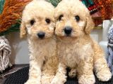 Toypoodle Apricot Erkek Dişi Yavrularımız