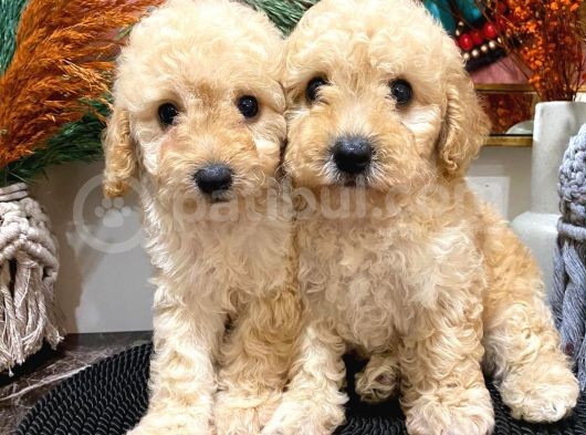 Toypoodle Apricot Erkek Dişi Yavrularımız görsel