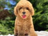 Sevi̇mli̇ Poodle Bebekler A Kali̇te