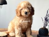 Renk Renk Toy Poodle Yavruları