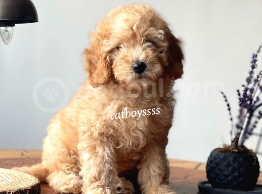 Renk Renk Toy Poodle Yavruları