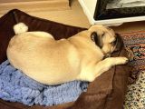 8 Aylık Pug Aşıları Tam Sevecenn