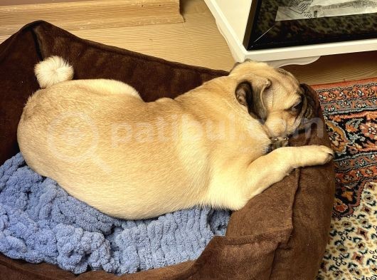 8 Aylık Pug Aşıları Tam Sevecenn görsel