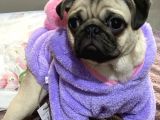 8 Aylık Pug Aşıları Tam Sevecenn