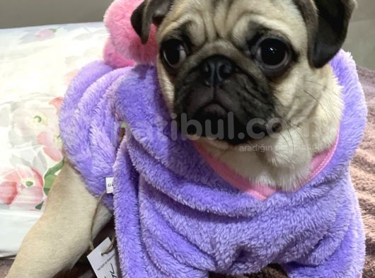 8 Aylık Pug Aşıları Tam Sevecenn görsel