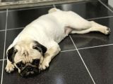 8 Aylık Pug Aşıları Tam Sevecenn