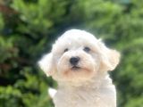 Eşsi̇z Güzelli̇k Malti̇poo Bebeği̇mi̇z