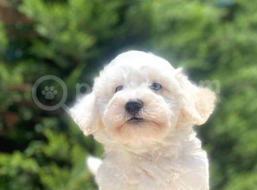 Eşsi̇z Güzelli̇k Malti̇poo Bebeği̇mi̇z görsel