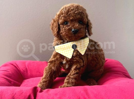Orjinal Toy Poodle görsel