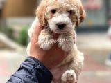 Party Color Maltipoo Erkek Yavrumuz
