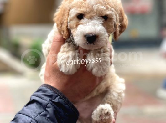 Party Color Maltipoo Erkek Yavrumuz görsel