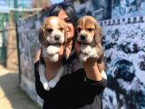 Elizabet Beagle Yavrular