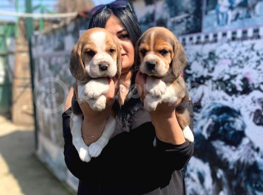 Elizabet Beagle Yavrular