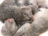 Scottish Fold Yavrularımız