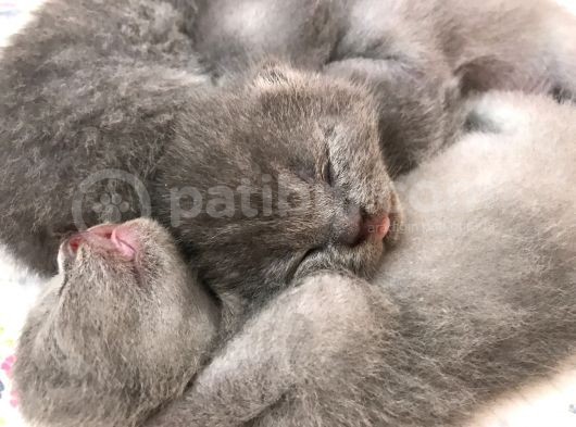 Scottish Fold Yavrularımız görsel