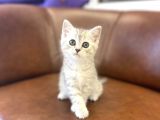 Silver Tabby British Shorthair Dişi Bebek