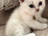 4 Erkek 2 Dişi Safkan British Blue Pointlerimiz Sahiplendirilecektir