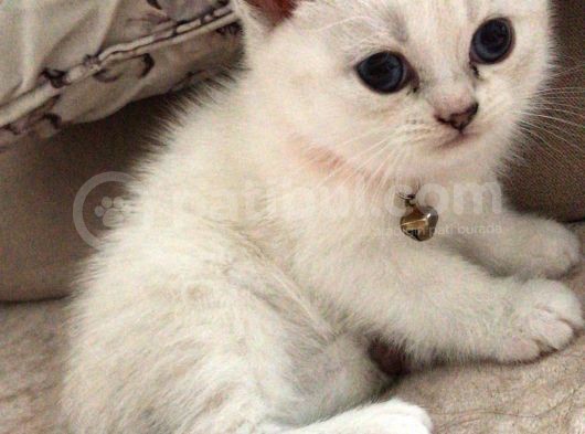 4 Erkek 2 Dişi Safkan British Blue Pointlerimiz Sahiplendirilecektir görsel