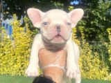A Kali̇te Mavi̇ Gözlü French Bulldog Yavrumuz