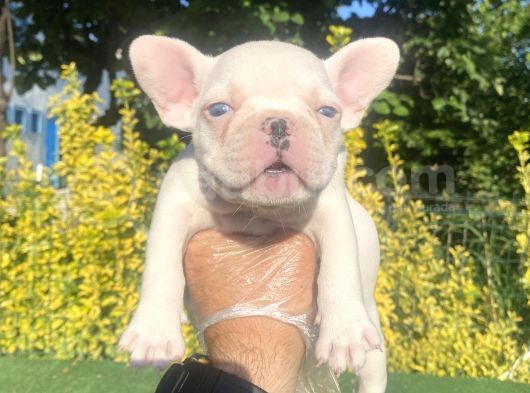 A Kali̇te Mavi̇ Gözlü French Bulldog Yavrumuz görsel