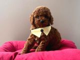 Orjinal Toy Poodle