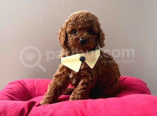 Orjinal Toy Poodle görsel