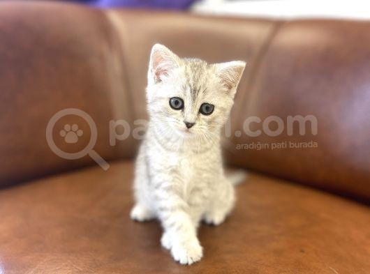 Silver Tabby British Shorthair Dişi Bebek görsel