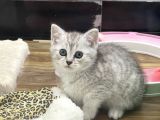 Silver Tabby British Shorthair Dişi Bebek