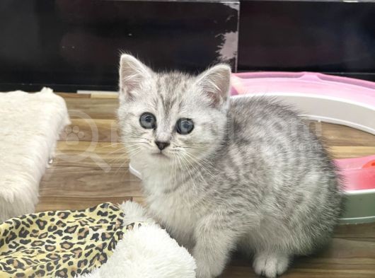Silver Tabby British Shorthair Dişi Bebek