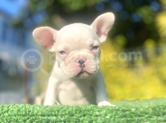 A Kali̇te Mavi̇ Gözlü French Bulldog Yavrumuz görsel